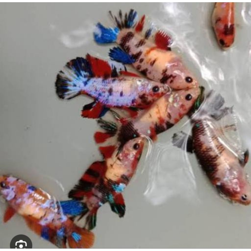 cupang betina multicolor full egg