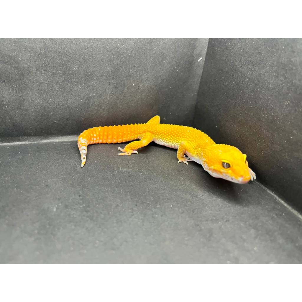 Leopard Gecko Male - SHTCT - Usia Dewasa Adult Jantan Sehat Cakep HG019