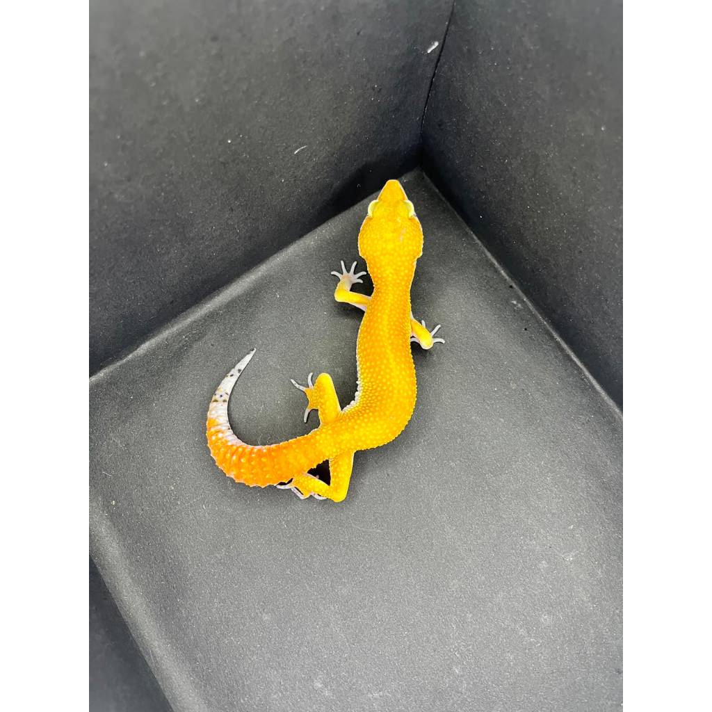 Leopard Gecko Male - SHTCT  - Usia Dewasa Adult Jantan Sehat Mulus HG022