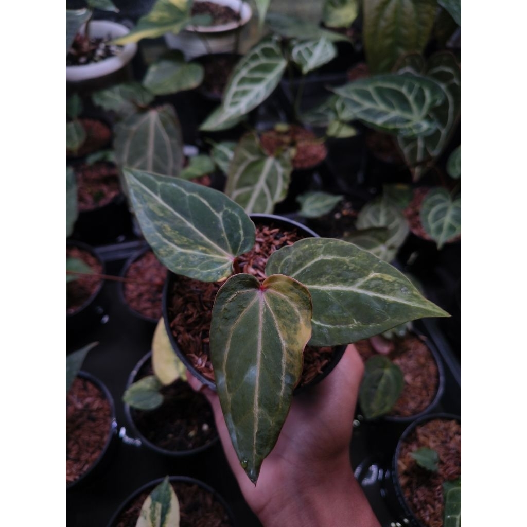 Anthurium Red of Java