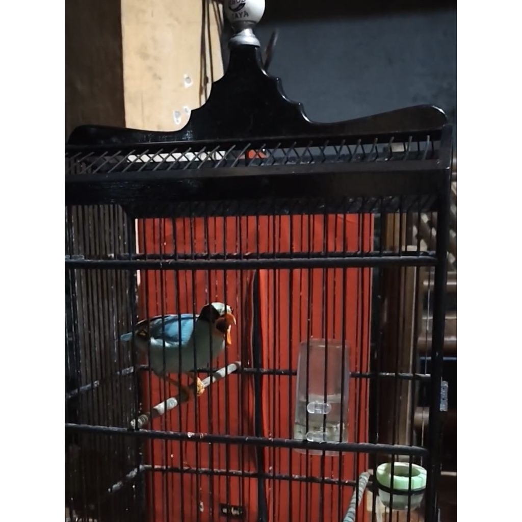 Burung Ekek Keling (Jovin)