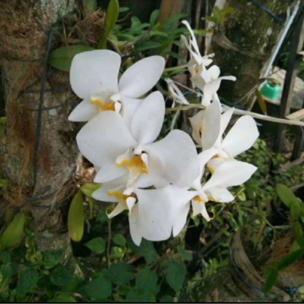 Anggrek Bulan Jumbo Amabilis Spike Anggrek Bulan Bunga Putih Tanaman Hias anggrek bulan jhgjahjhj