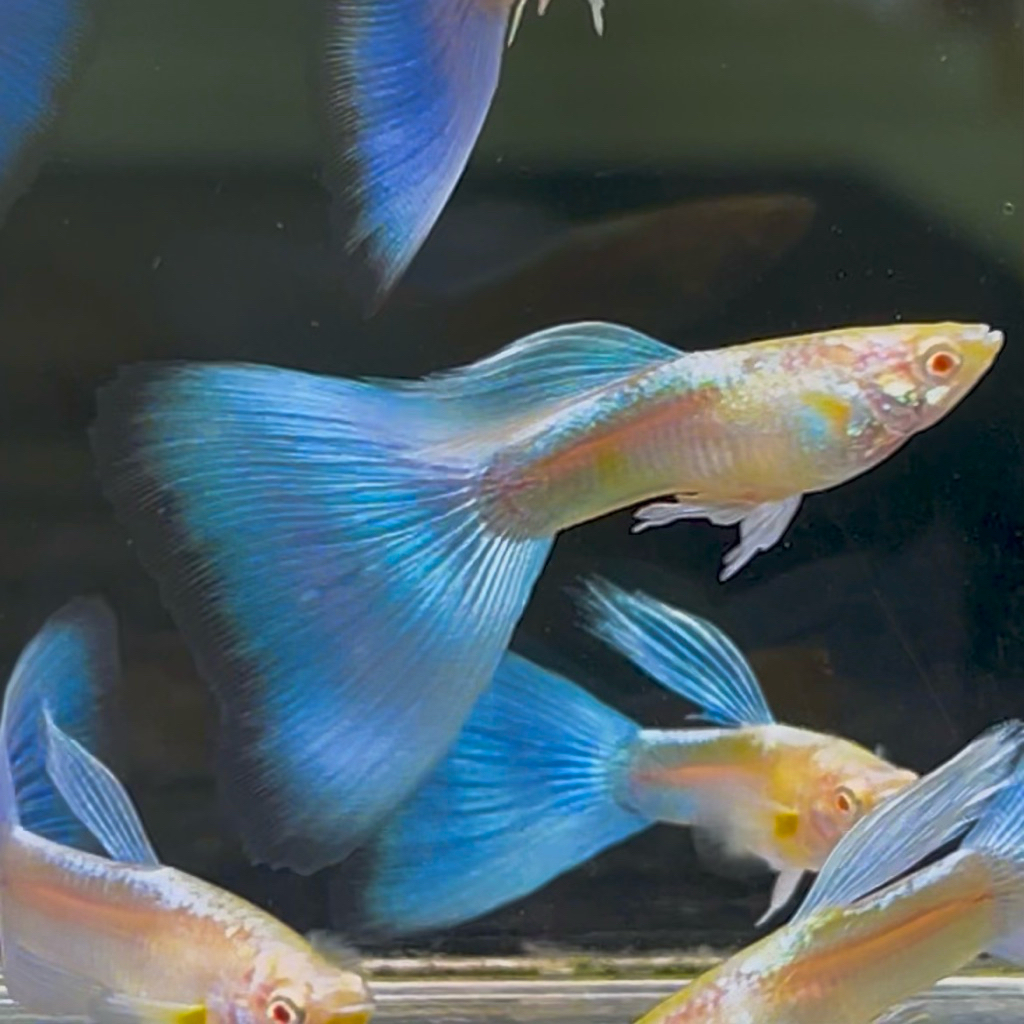 guppy sky blue/blue topas
