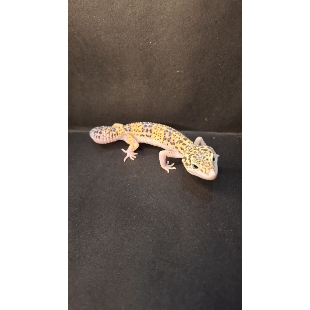 Leopard Gecko Female - Mack Snow Eclipse Poss Giant ph Tremper - Usia Dewasa Adult Betina Sehat Cake