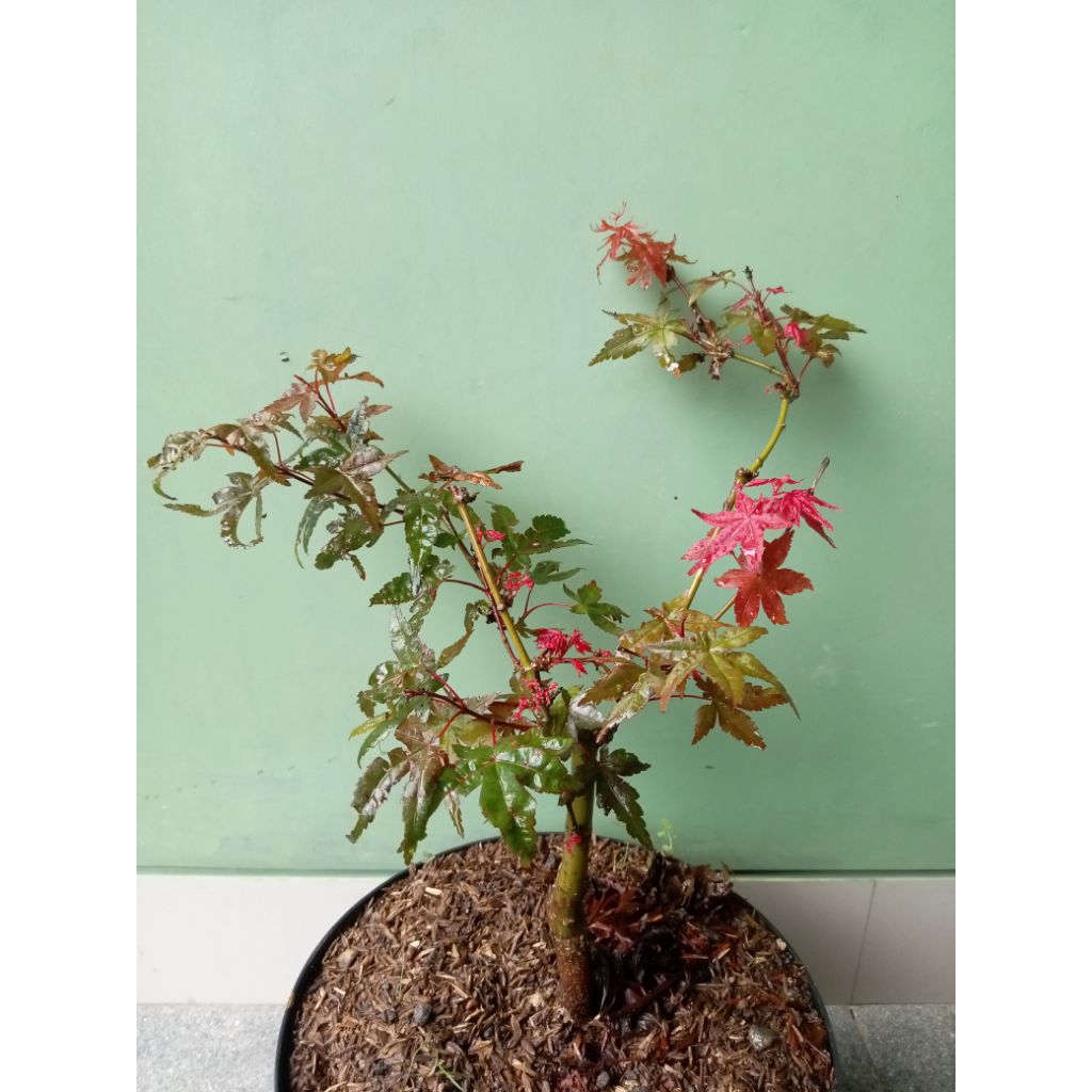 Red Maple Japanese