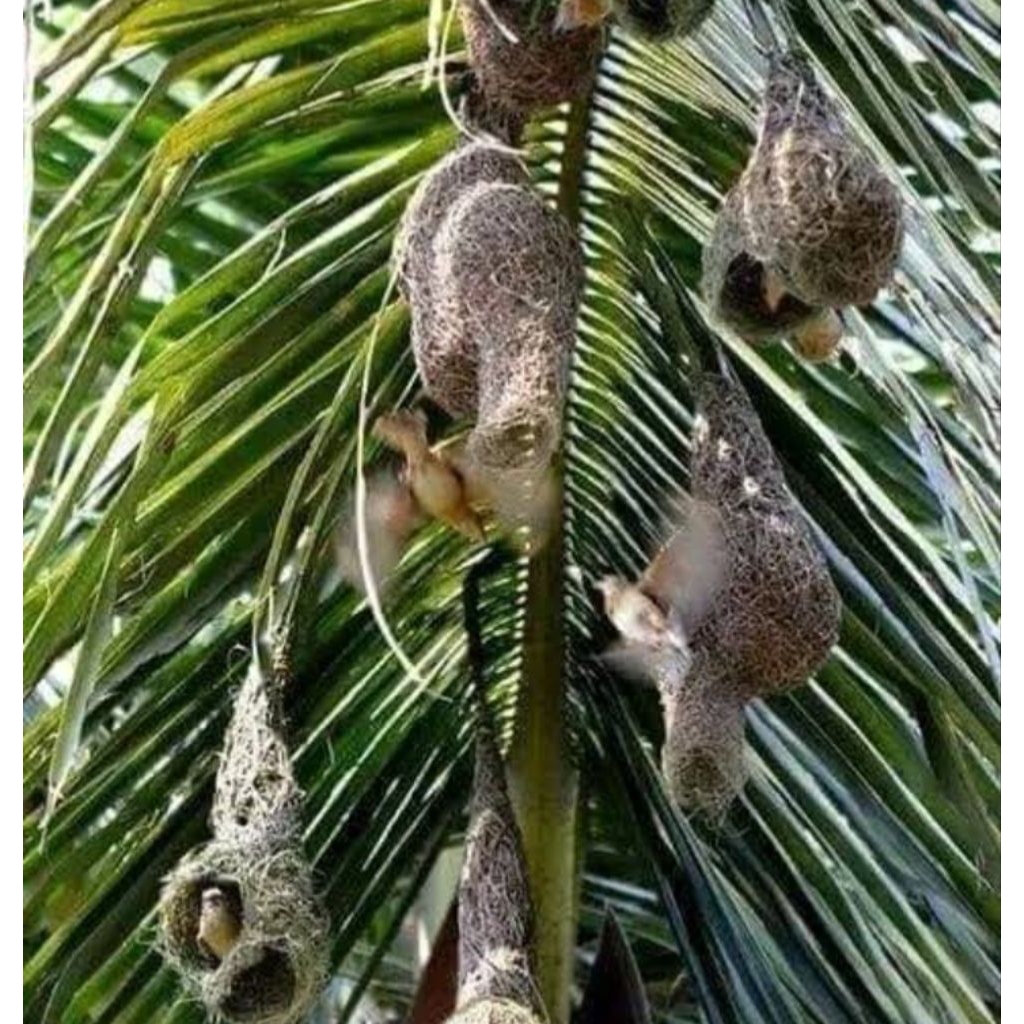sarang burung pintau/Manyar asli