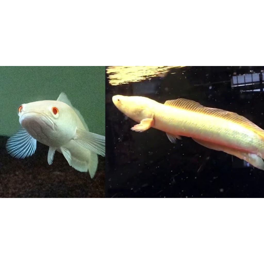 CHANA STRIATA ALBINO
