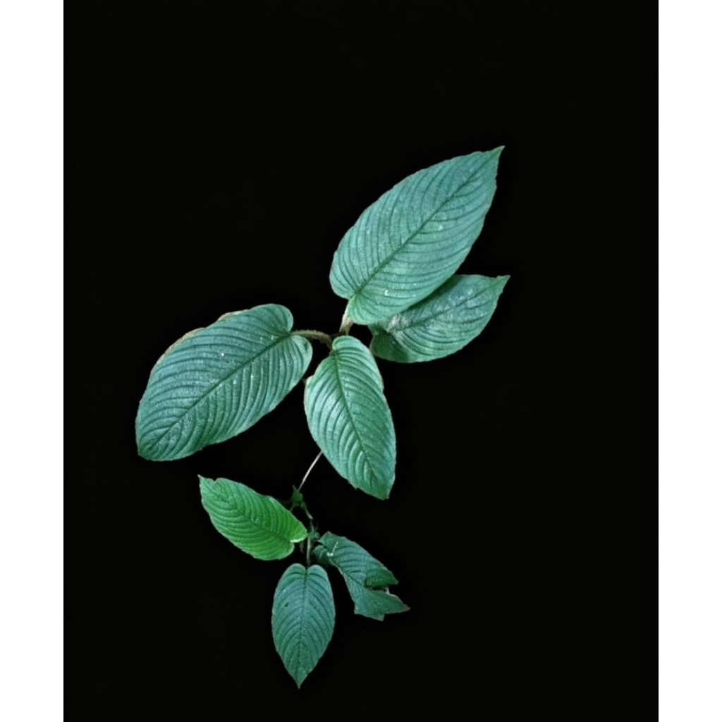 homa bulu