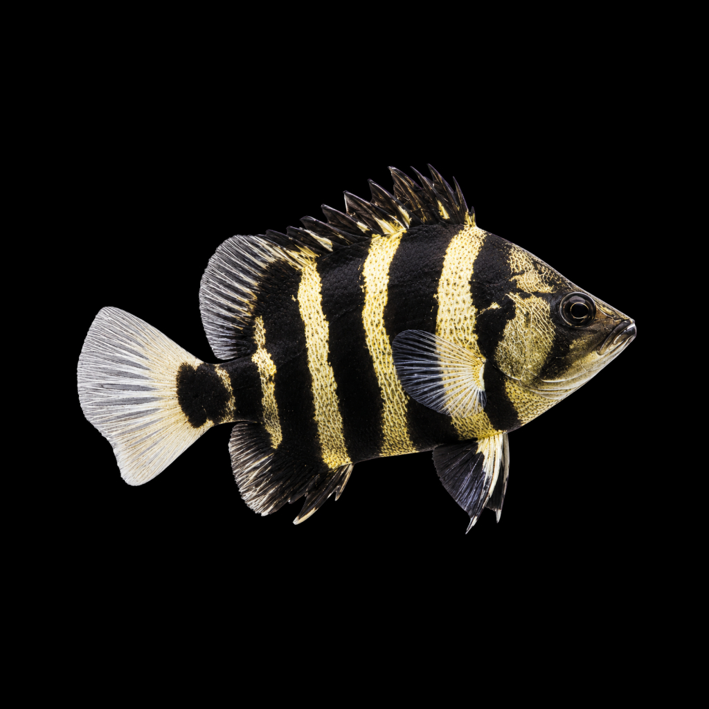 Hiasan Aquarium DATZ NGT / New Guinea Tigerfish