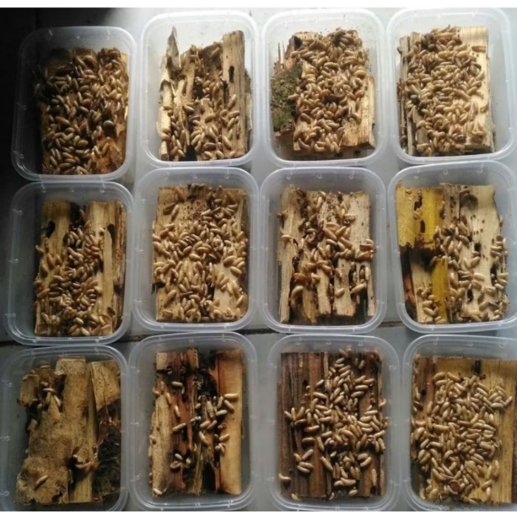 Rengas,pua,poa,umapnwadergacor