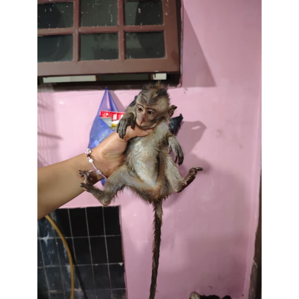 Monpai