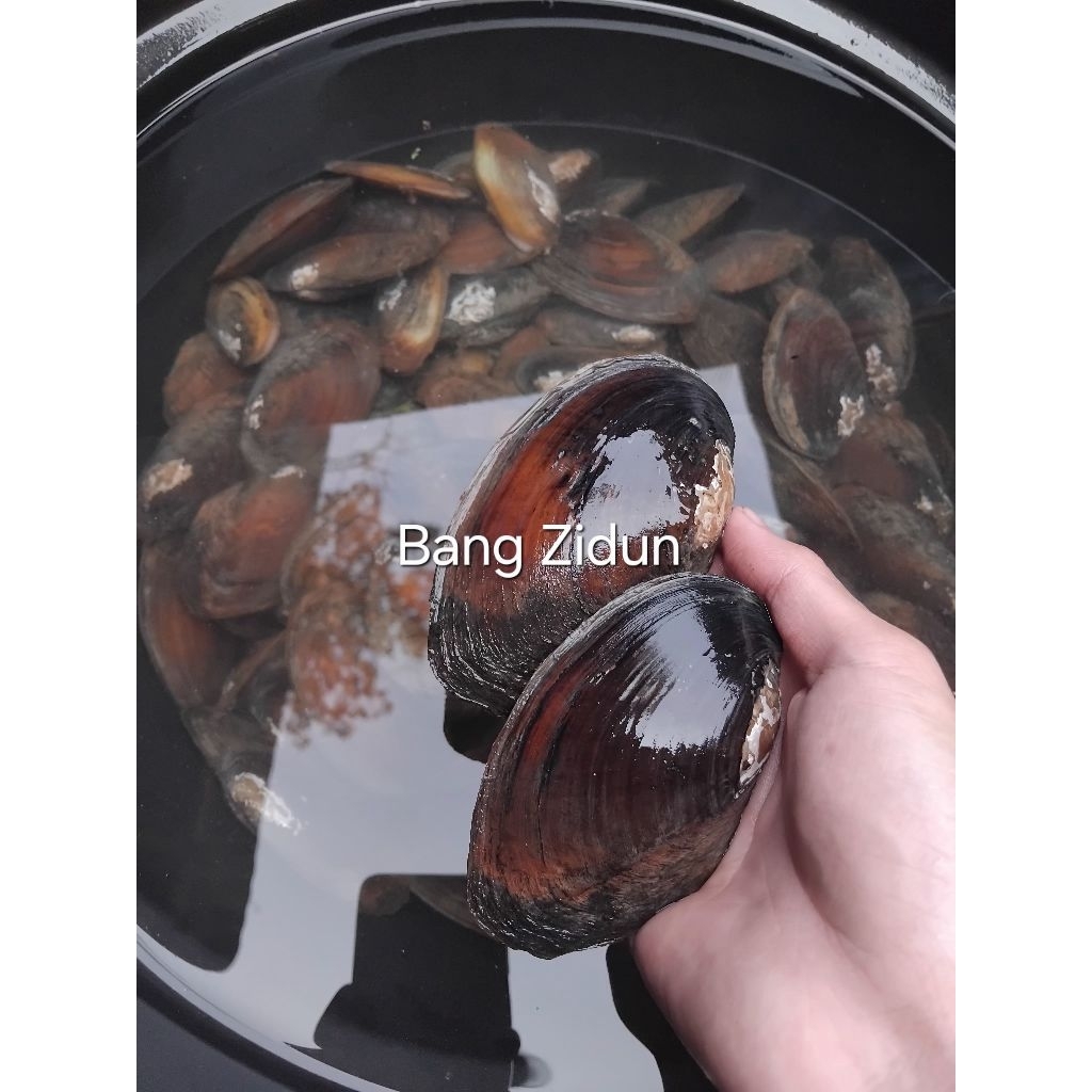 kerang air tawar sungai, kijing hidup ambil langsung di sungai (kampung)