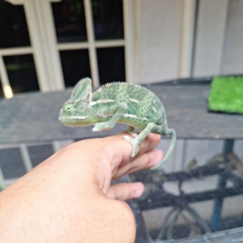 Veiled Chameleon