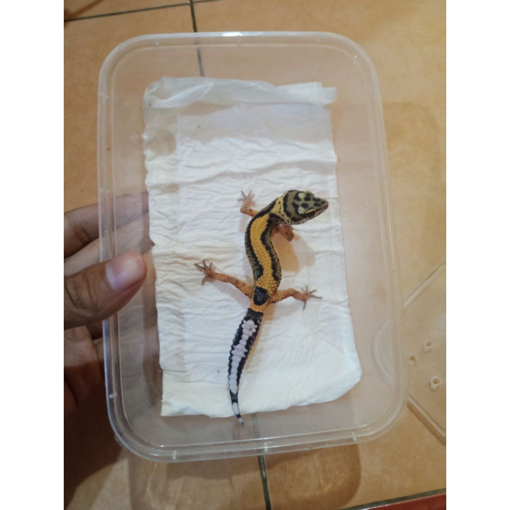 Leopard Gecko Bold Stripe Baby cakep