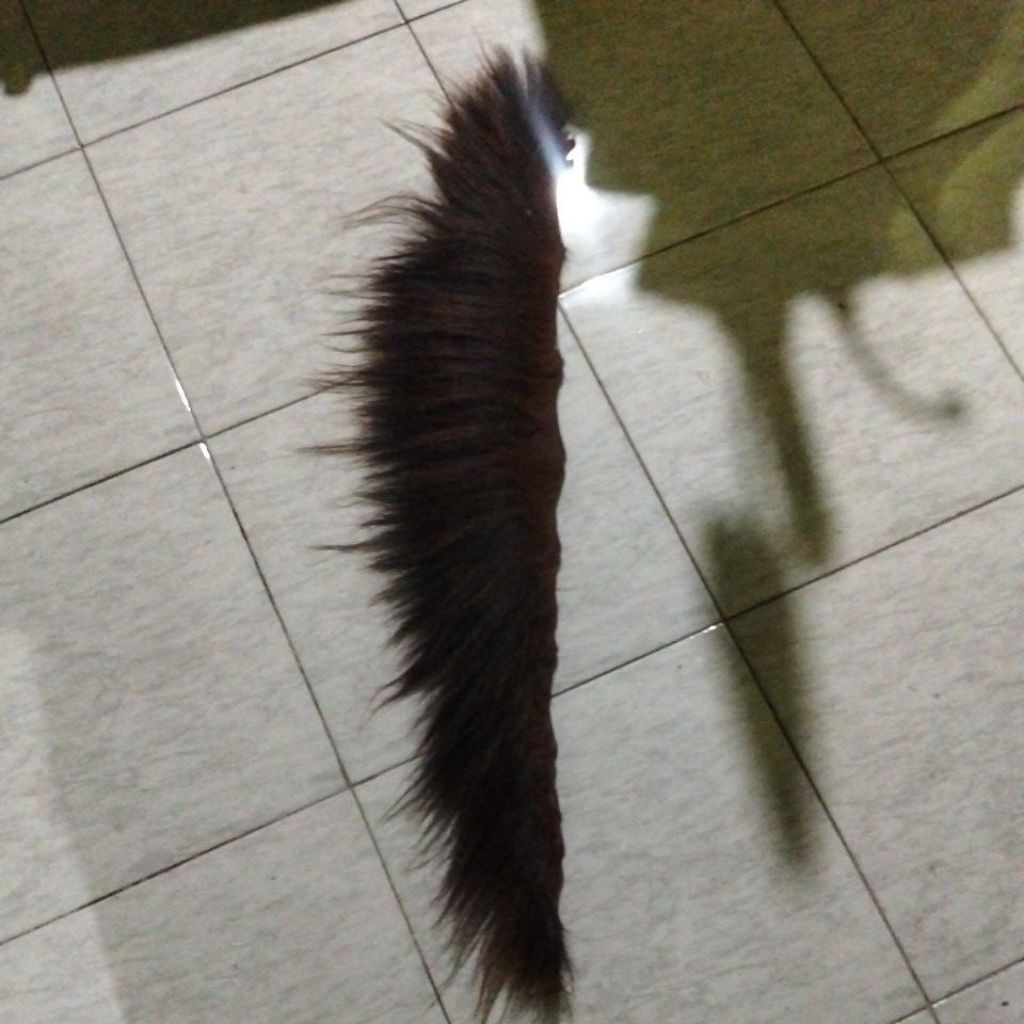 suri kuda asli 25 cm
