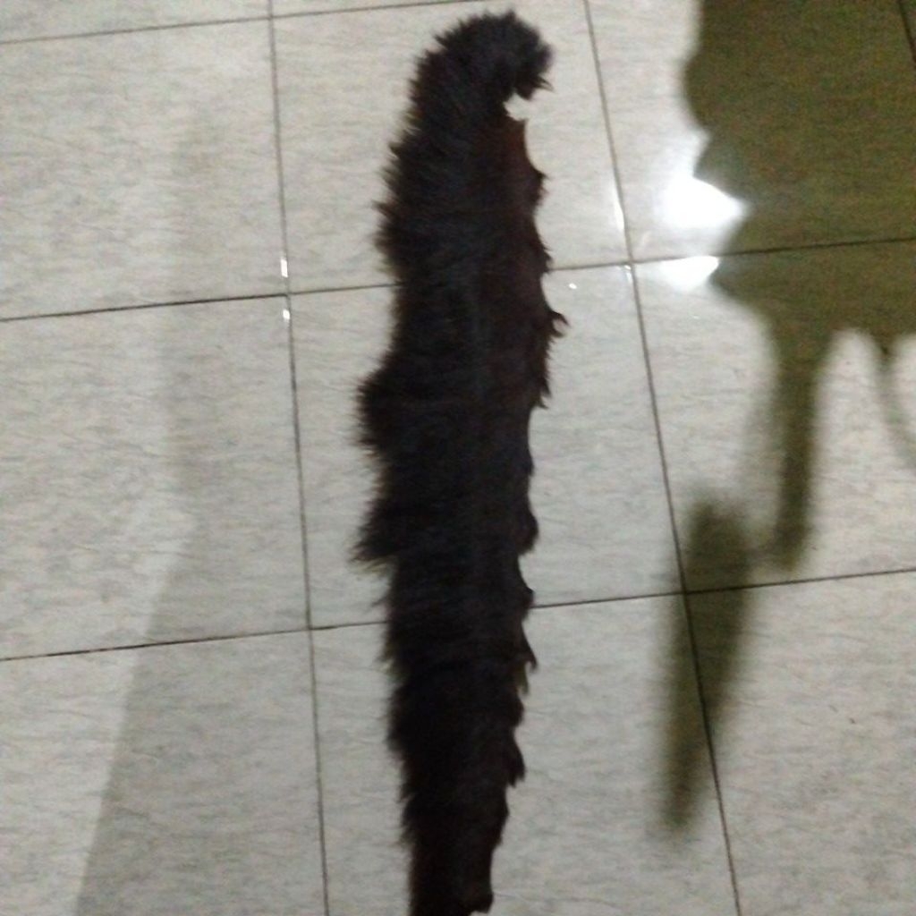 suri kuda asli 20-21 cm