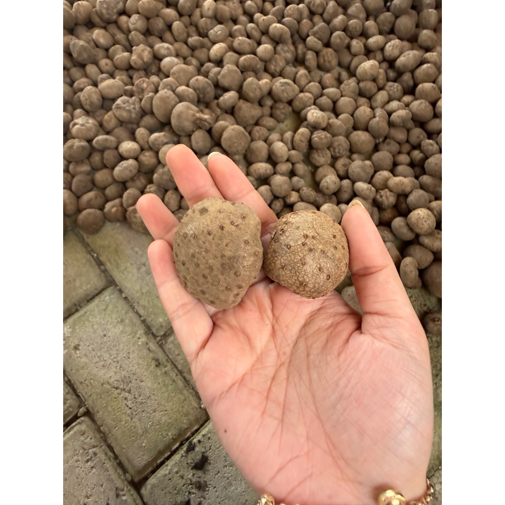 BENIH PORANG KATAK 1 KG