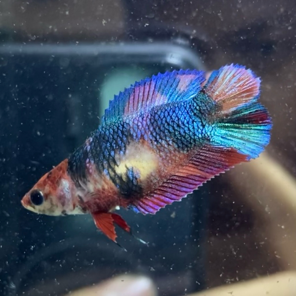 CUPANG / BETTA PKDT BETINA MULTI (REAL PIC)