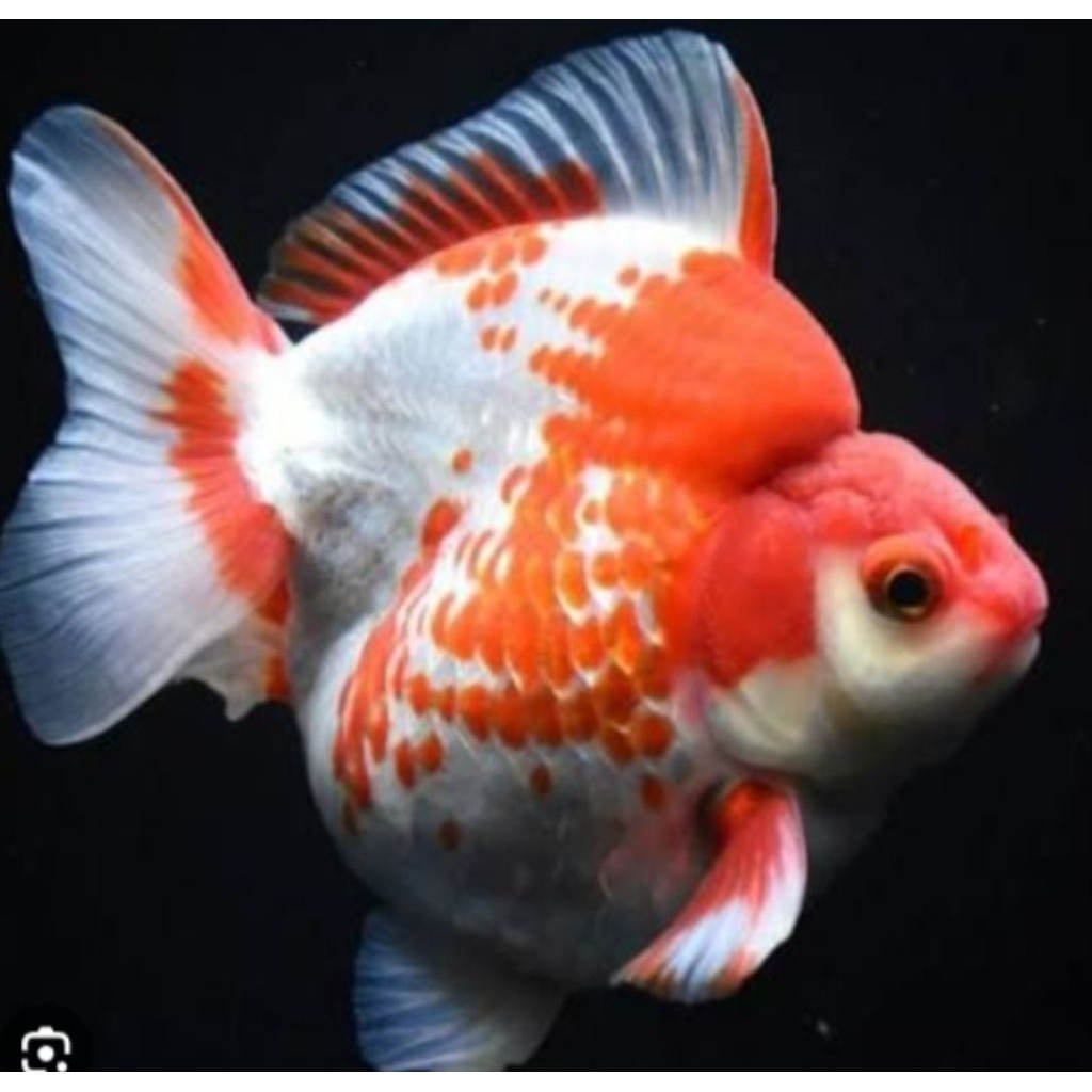 Koki ryukin punuk unta bulet - hiasan dekorasi aquarium