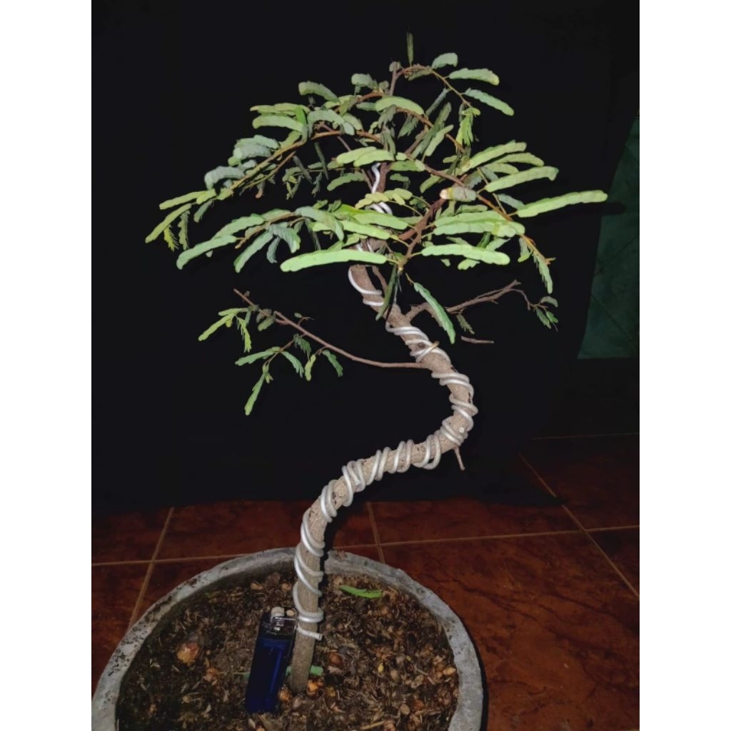 bonsai asem jawa meliuk, real pict
