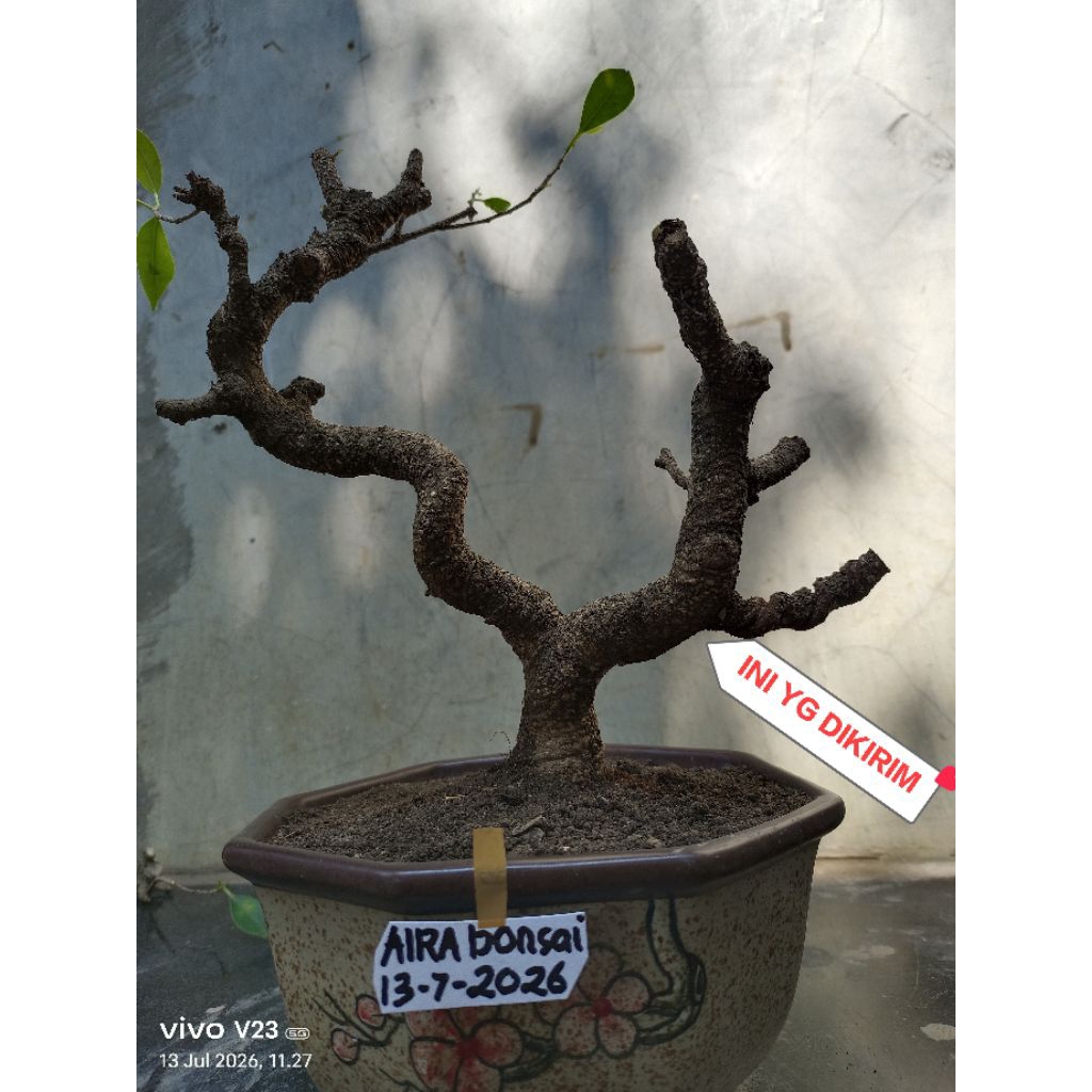 bahan bonsai kimeng meliuk prospek