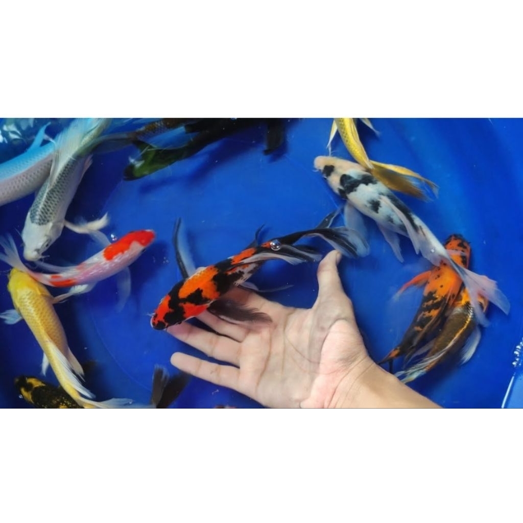 Naruto koi slyer kumpay warna warni bokim dekorasi Akuarium aquaseceps air tawar