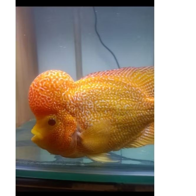 Burayak Louhan GB Cencu size 3-5cm