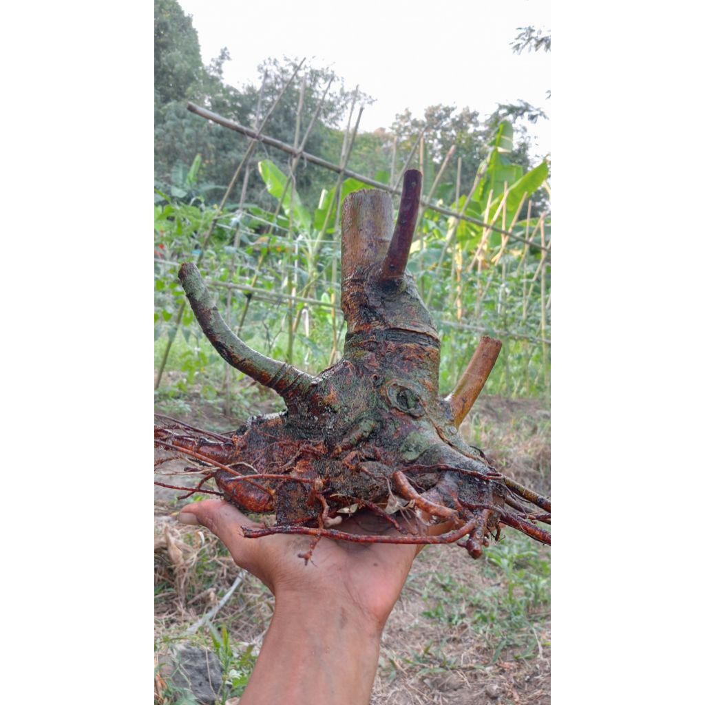 Bahan Bonsai Loa Bogel Small Realpict 013