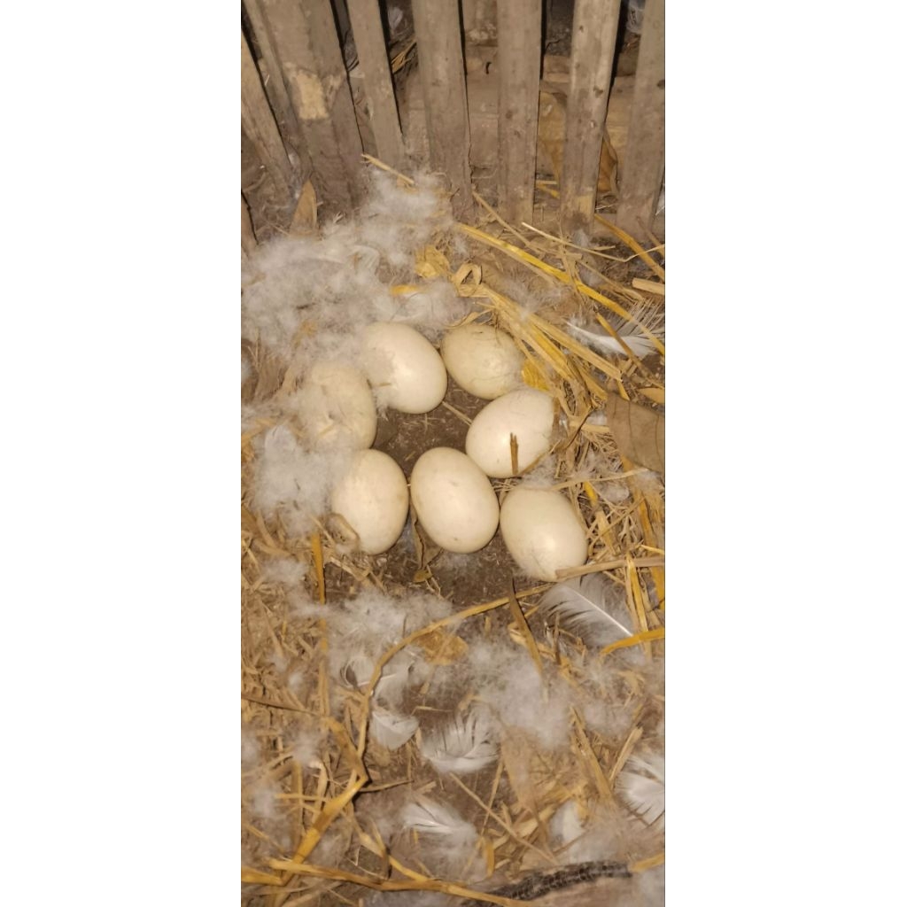 Telur Entok Jumbo