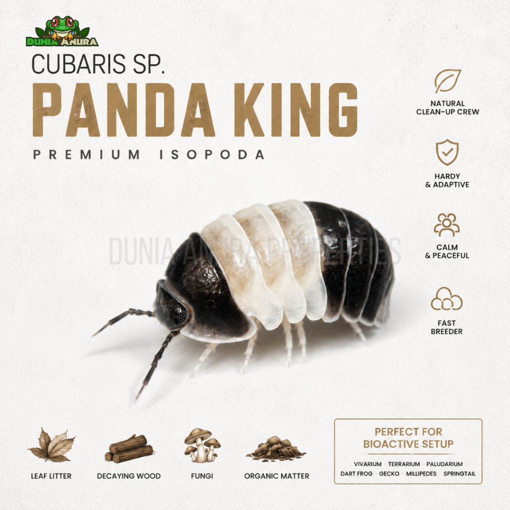 Cubaris Sp Panda King