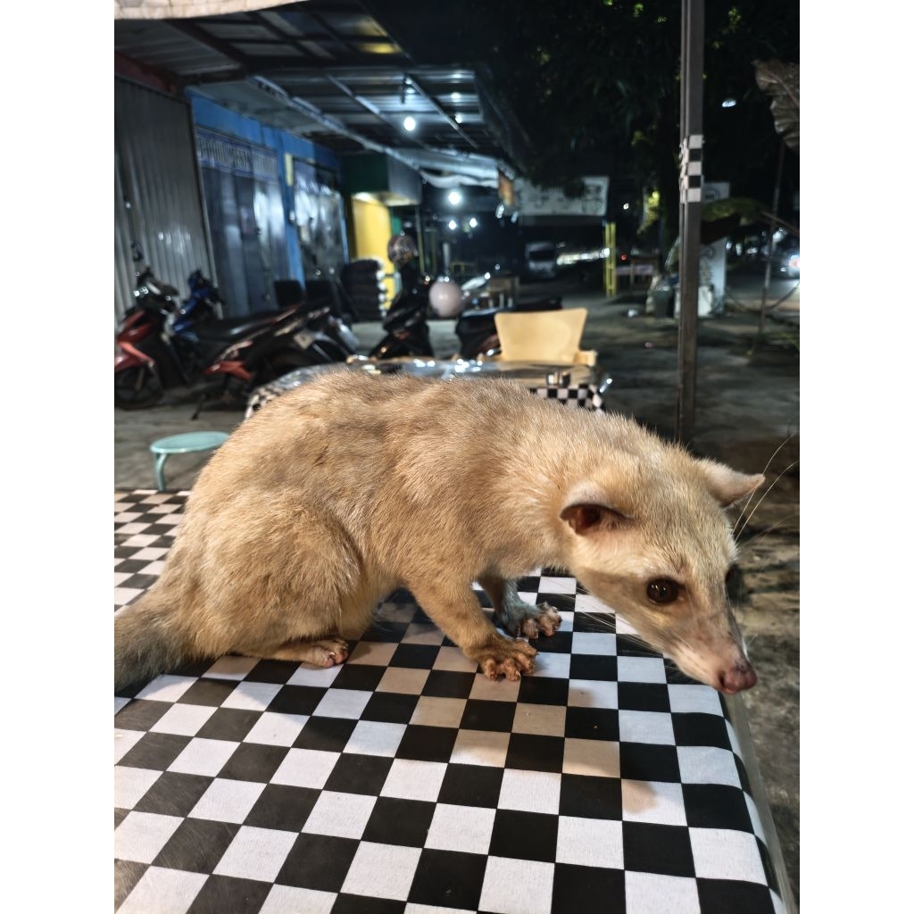 MOUSANG PANDAN BALI TAPIS JANTAN JINAK BIRAHI EKOR SPIRAL LABIL (MUSANG GANTENG)