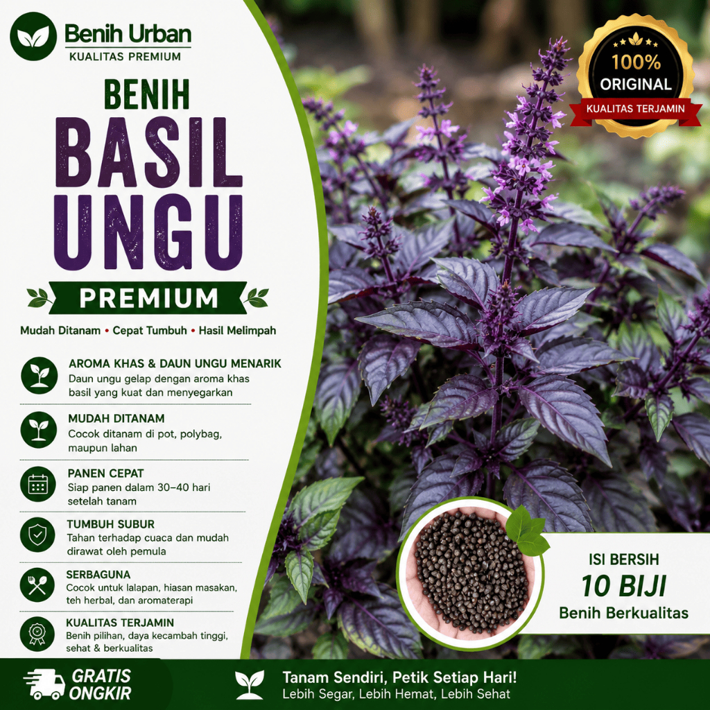 Biji Benih Basil Ungu Kemangi Ungu Basil Dark Purple Opal