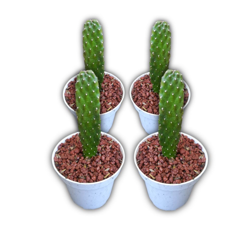 Kaktus hiasan meja Opuntia Consolea Rubescens Mickey hijau gelap