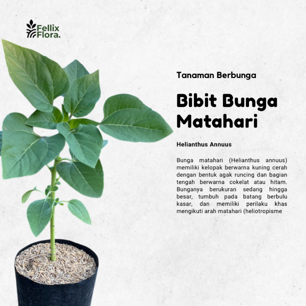 Bunga MATAHARI SUNFLOWER - Bibit Tanaman Bunga Matahari  - Bibit Bunga Sunflowers