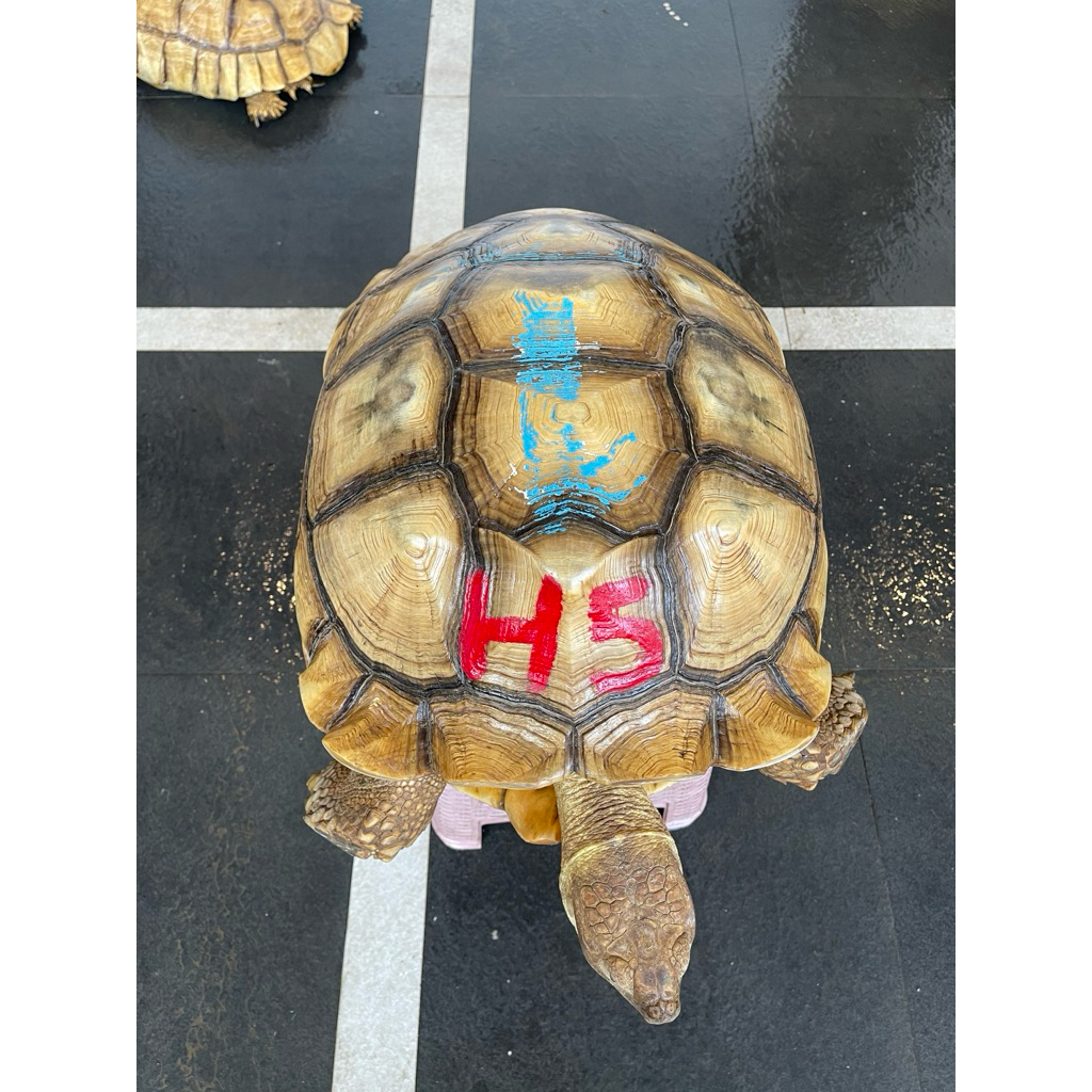 Kura Kura Sulcata Indukan Betina WC Proven 58 cm