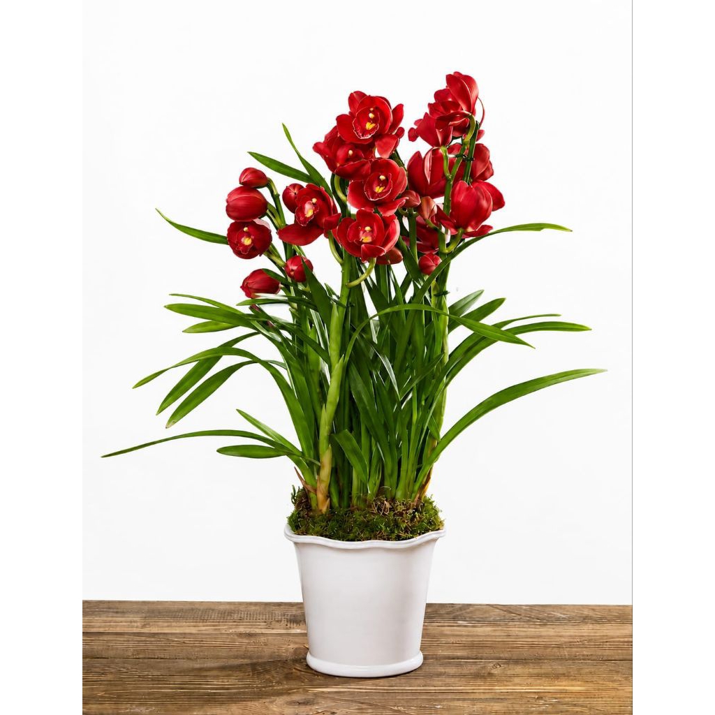 Terbaru tanaman hias cymbidium - bunga merah