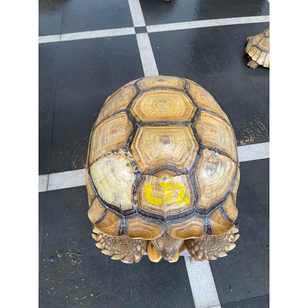 Kura Kura Sulcata Indukan Betina WC Proven 51 cm