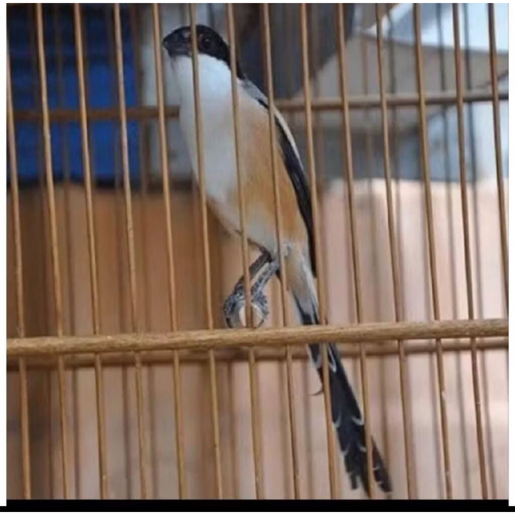 Burung Pentet Jatim  Jantan Mulus Terbaik