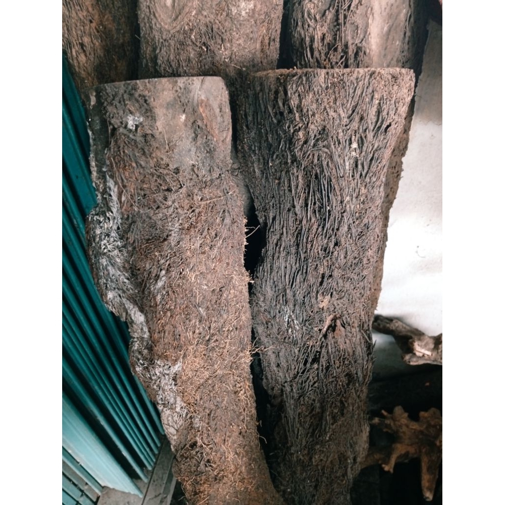 Turus Pakis 1 Meter | Pakis Tempel Anggrek | Media Tempel Anggrek