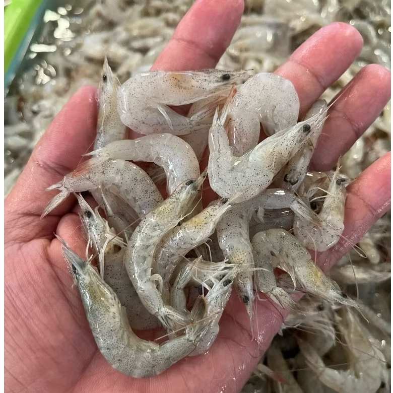 Udang Kecil Fresh Udang Krispy Bu Rudy