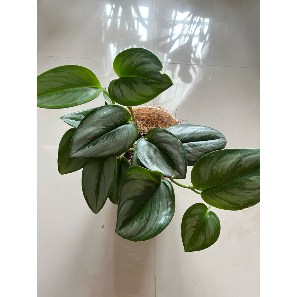 Skindapsus Scindapsus trubi silver moonlight rimbun