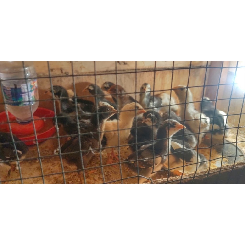 Anak Ayam Asli Jenis Bangkok