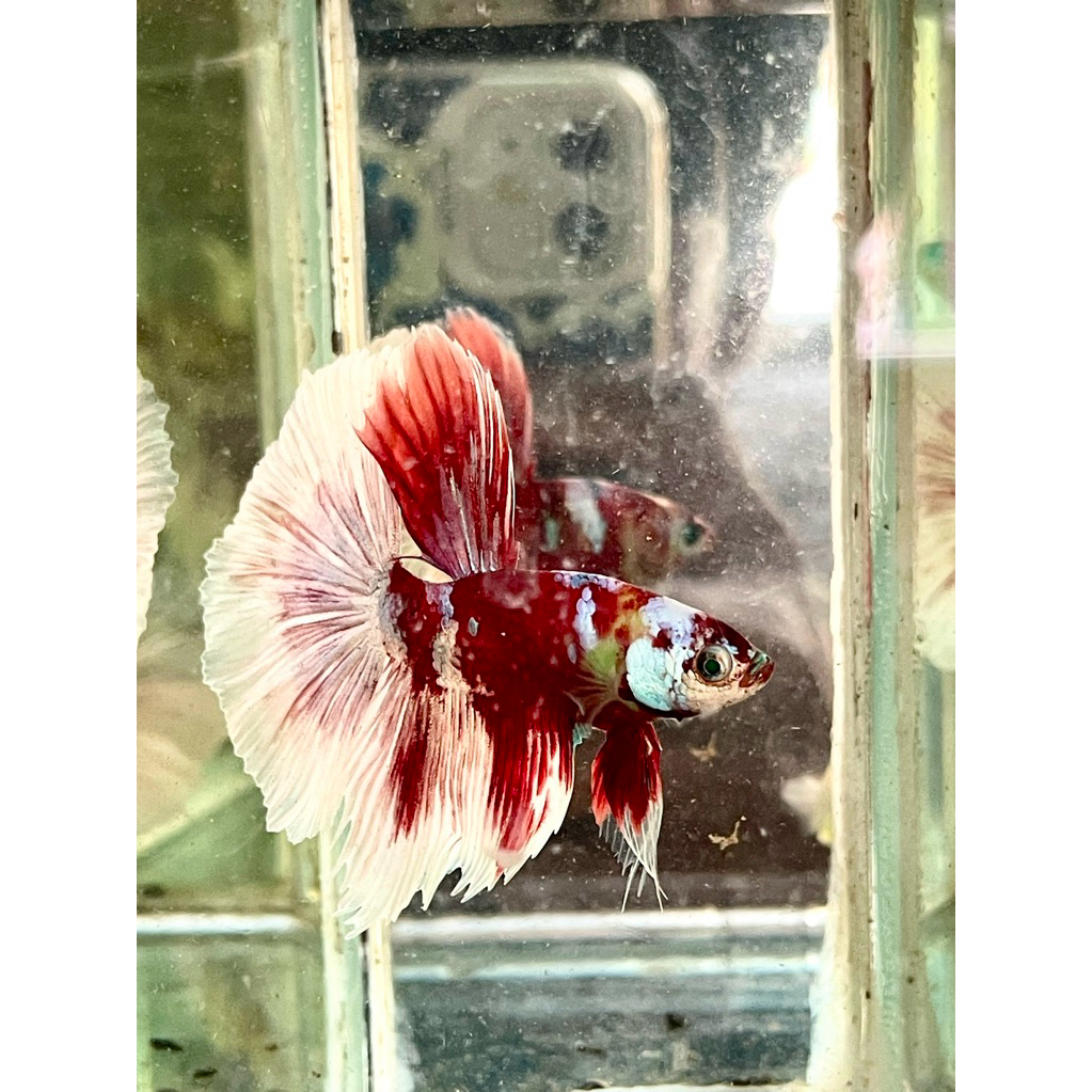 Hiasan aquarium cupang Hm neon Barong
