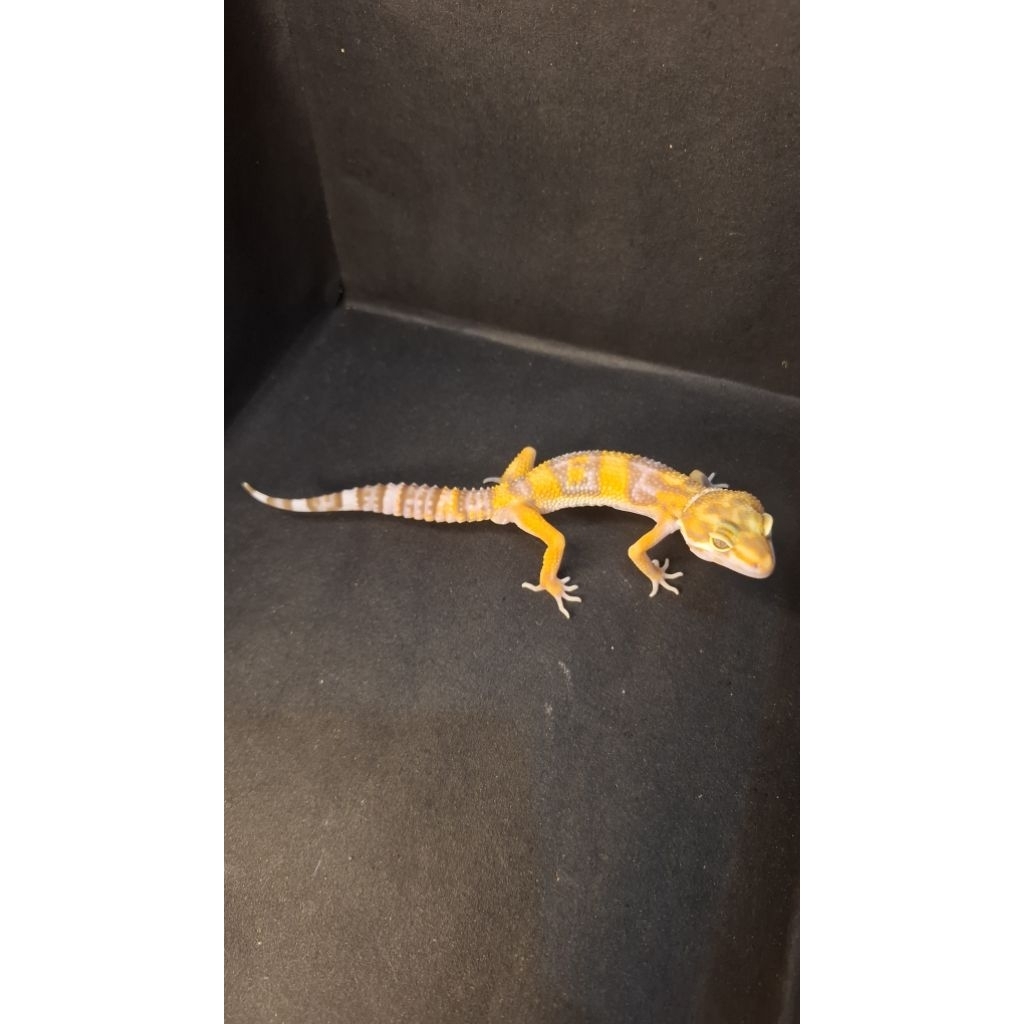 Leopard Gecko Male - Tremper Lavender ph Eclipse - Usia Juve Jantan Sehat Mulus HG053