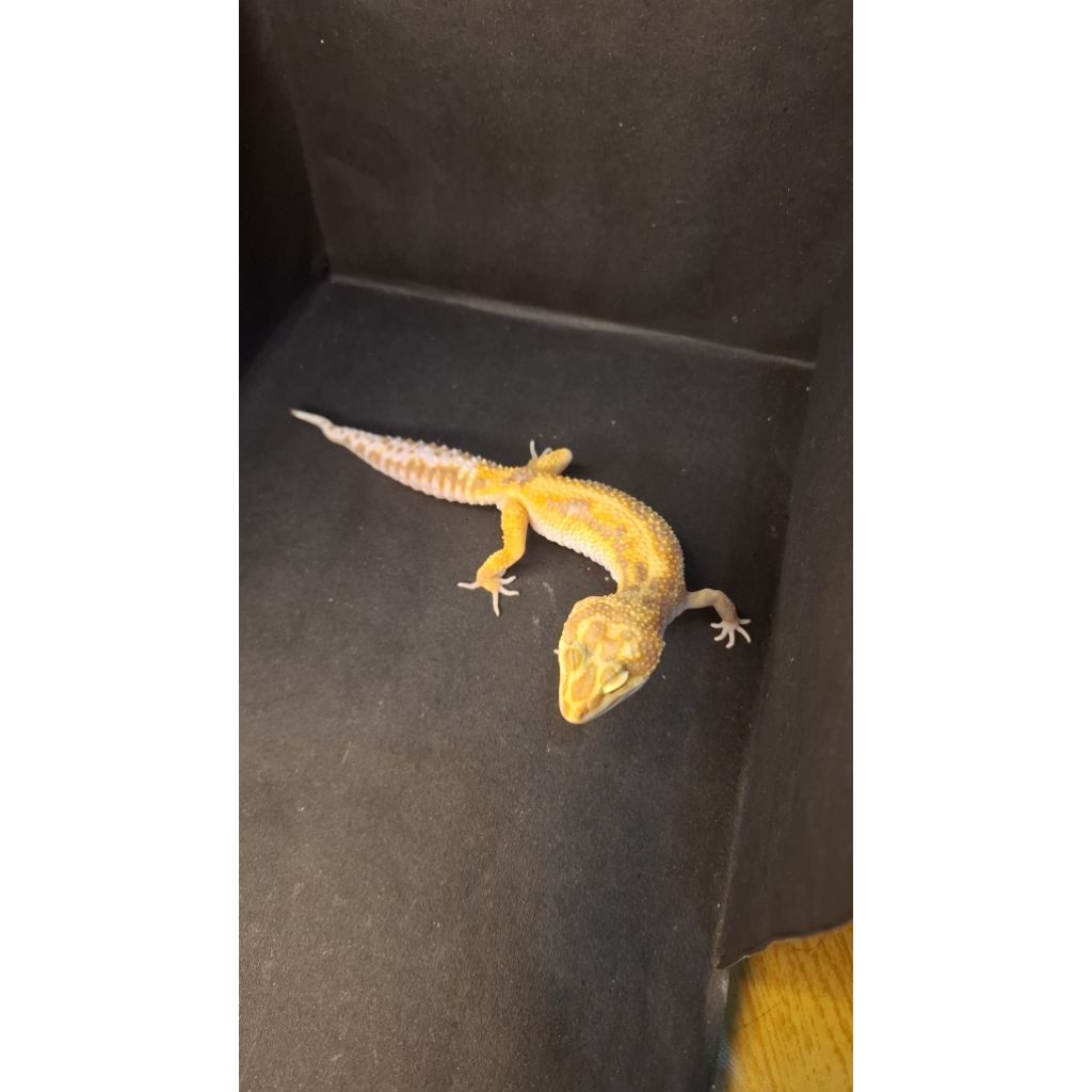 Leopard Gecko Female - Tremper Lavender Stripe ph Eclipse - Usia Dewasa Adult Betina Sehat Proven Br