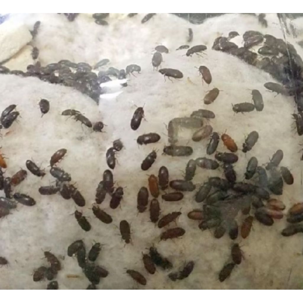 100pcs semut jepang/kutu jepang