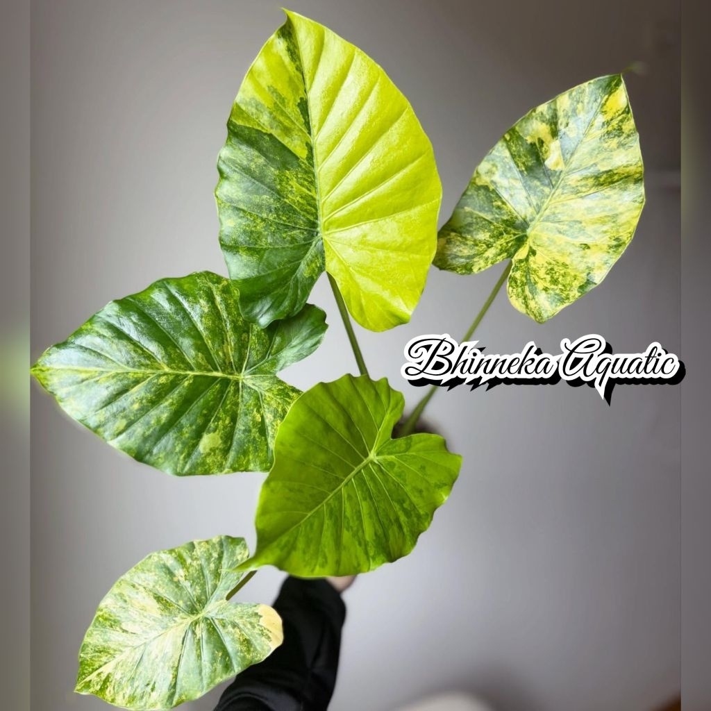 Tanaman Hias Alocasia Gageana Aurea Variegata Varigated Varigata Alokasia Real Pict Murah Ekonomis