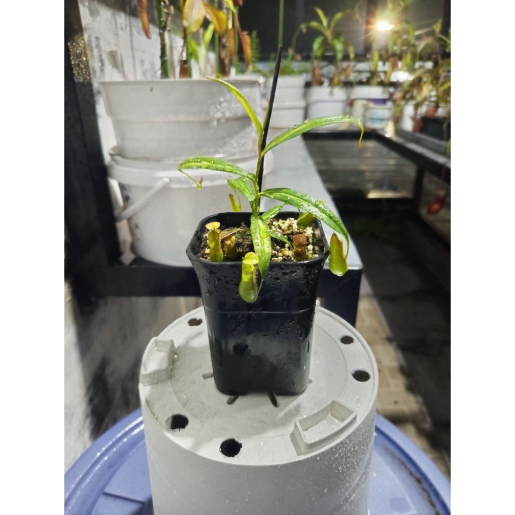 Kantong Semar Nepenthes Gracilis Varigata