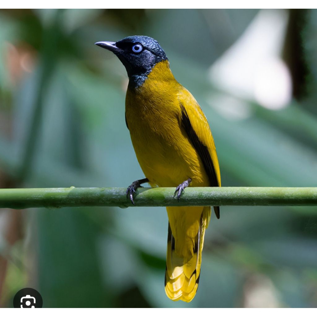 BURUNG KUTILANG SUTRA