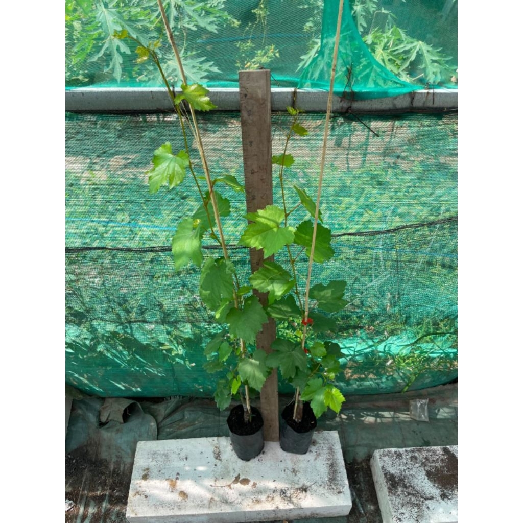 BIBIT ANGGUR IMPORT VALID